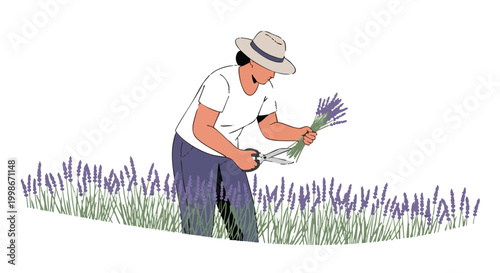 Person harvesting lavender with shears in purple flower field. Farmer cutting fragrant bouquet