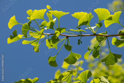 Zweig des Gingko im Frühling mit austreibenden Blättern