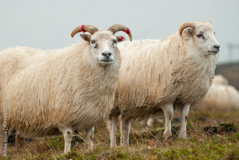 Obraz premium Close up of Icelandic sheep with curved horns standing in grassy field rural farm animal in Iceland