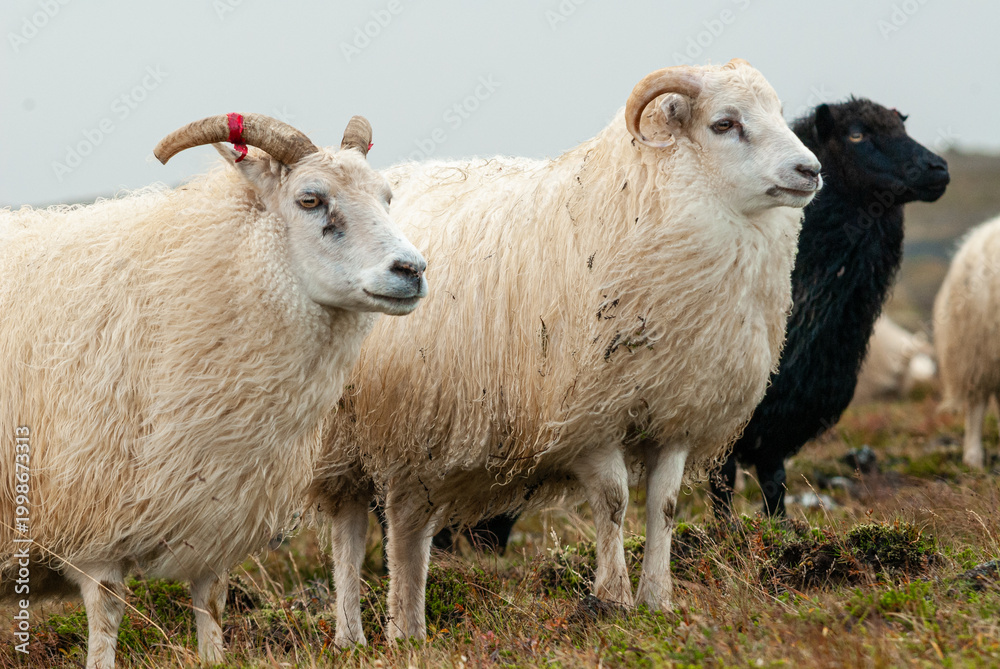Fototapeta premium Close up of Icelandic sheep with curved horns standing in grassy field rural farm animal in Iceland