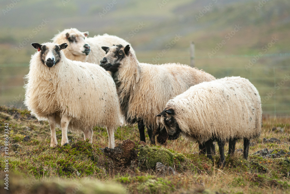 Fototapeta premium Icelandic sheep standing in field in front in rural countryside landscape Iceland