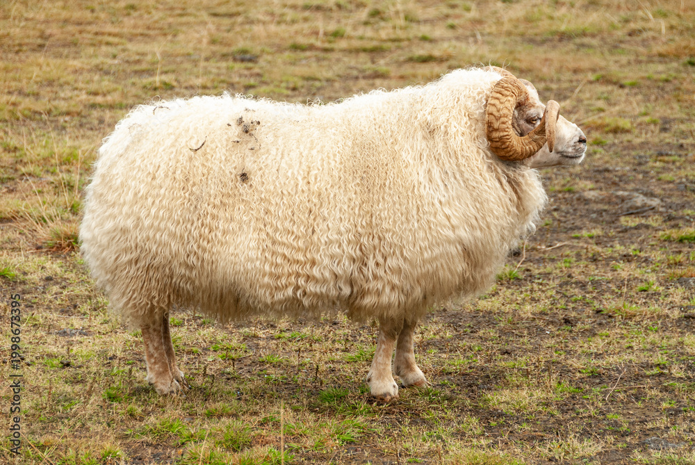 Obraz premium Icelandic sheep standing in field in front in rural countryside landscape Iceland