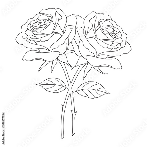 Double Rose Flower Outline Vector Botanical Floral Design