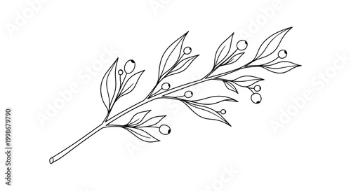 Delicate line drawing of a branch with leaves and berries