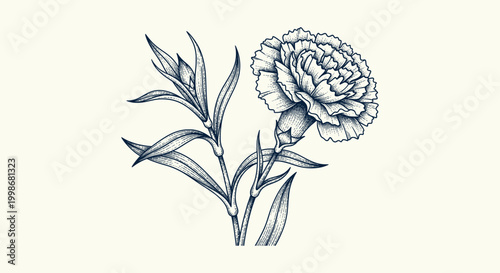 Vintage Hand Drawn Carnation Flower Botanical Illustration Engraving Style Line Art Sketch Graphic