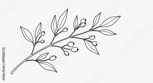 Delicate line drawing of a branch with leaves and berries (1)