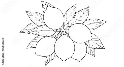 Line drawing of a cluster of lemons with leaves white background hand drawn black and white vitamin c food ingredient plant life illustration
