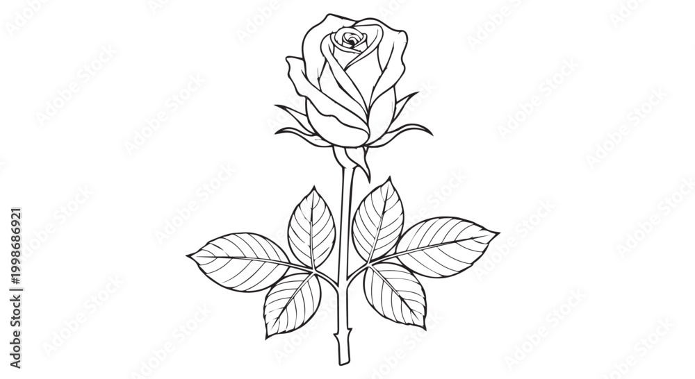 Obraz premium Single rose line drawing with black and white line art botanical illustration monochrome isolated minimalist elegance fragrance decoration