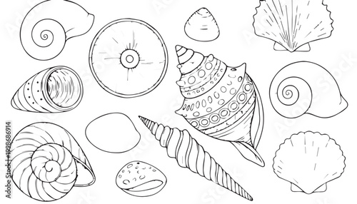 Collection of hand-drawn black and white seashell illustrations on a white background with bottom dweller line art single object seashell patterns