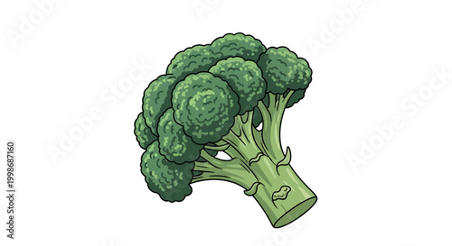 Fresh green broccoli floret vegetable healthy eating nutrition food illustration