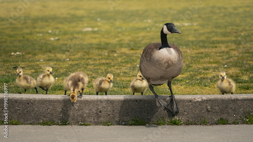 Foto Canada Goose With Goslings Walking Along Curb in Park During Spring Family Scene