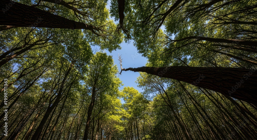 Fototapeta premium Looking Up Through Tall Trees in a Forest Canopy.