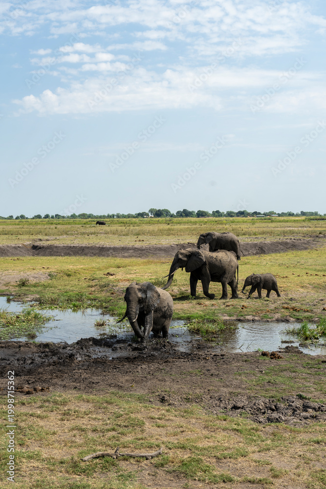 Obraz premium Wild African Elephants Along the Chobe River