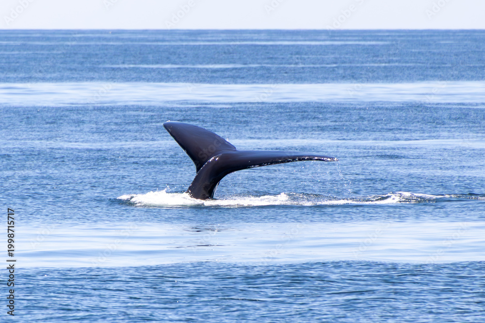 Fototapeta premium Baleine