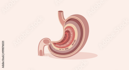 Detailed Cross-Sectional View of Human Stomach Anatomy.