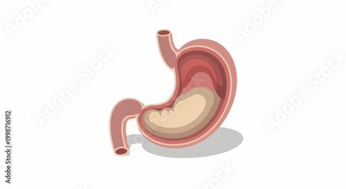 Human Stomach Anatomy Illustration with Food Inside.