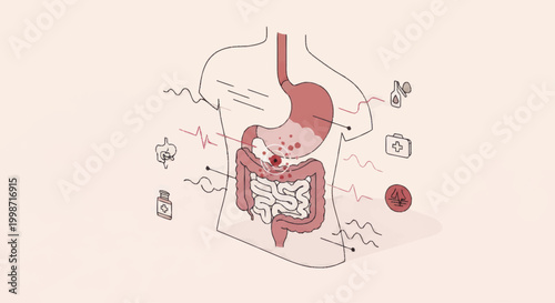 Human Digestive System with Stomach and Intestines.