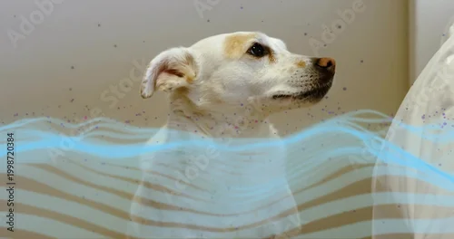 Obraz Sitting white tan dog facing right in bedroom with beige wall, cushion, blue overlay and particles