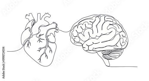 Continuous line drawing of human heart connected to brain.