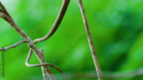 Extreme close up of a Malagasy or madagascar leaf nosed snake (Langaha madagascariensis) in Madagascar island.