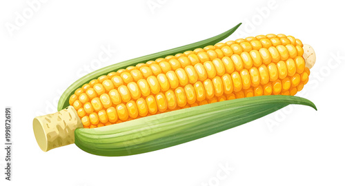 corn, maize, cob, fresh, yellow, vegetable, food, organic, healthy, farm, natural, grain, harvest, ingredient, isolated, white, healthy