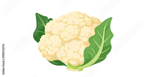 Fotografi cauliflower vector illustration, fresh cauliflower vegetable, organic white cabb