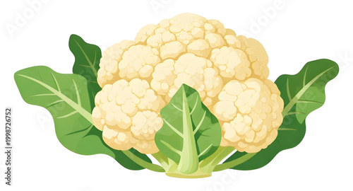 Bild auf Leinwand cauliflower vector illustration, fresh cauliflower vegetable, organic white cabb