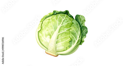 green cabbage vegetable, fresh leafy cabbage, organic farm produce, healthy green vegetable, brassica oleracea plant, natural food ingredient, raw cabbage leaf, vegan kitchen vegetable, nutritious lea