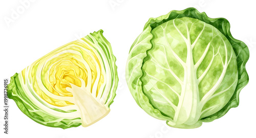 cabbage, green, vegetable, fresh, leafy, food, organic, healthy, leaf, farm, nutrition, natural, ingredient, vegan, harvest, organic, produce