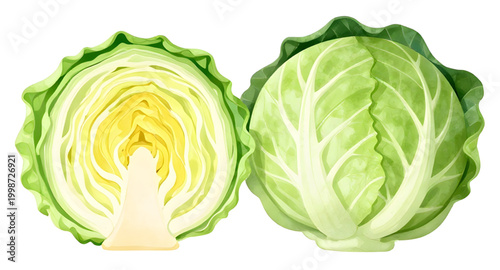 cabbage, green, vegetable, fresh, leafy, food, organic, healthy, leaf, farm, nutrition, natural, ingredient, vegan, harvest, organic, produce