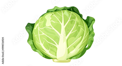 green cabbage vegetable, fresh leafy cabbage, organic farm produce, healthy green vegetable, brassica oleracea plant, natural food ingredient, raw cabbage leaf, vegan kitchen vegetable, nutritious lea