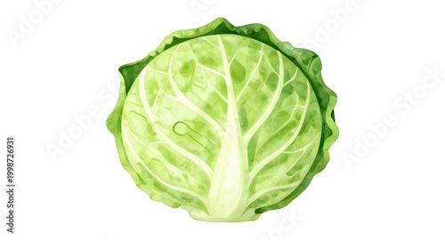 green cabbage vegetable, fresh leafy cabbage, organic farm produce, healthy green vegetable, brassica oleracea plant, natural food ingredient, raw cabbage leaf, vegan kitchen vegetable, nutritious lea