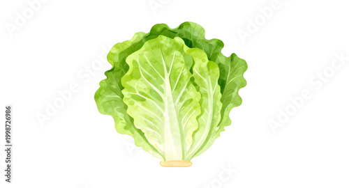 fresh green lettuce, leafy vegetable isolated, salad ingredient, organic lettuce leaf, healthy food concept, crisp green vegetable, vegan fresh produce, farm fresh lettuce, natural salad greens, raw v