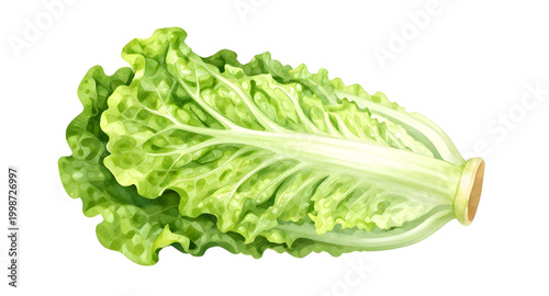 fresh green lettuce, leafy vegetable isolated, salad ingredient, organic lettuce leaf, healthy food concept, crisp green vegetable, vegan fresh produce, farm fresh lettuce, natural salad greens, raw v