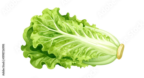 fresh green lettuce, leafy vegetable isolated, salad ingredient, organic lettuce leaf, healthy food concept, crisp green vegetable, vegan fresh produce, farm fresh lettuce, natural salad greens, raw v