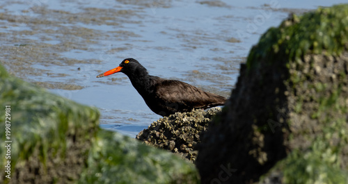 Bild auf Leinwand black oystercatcher standing on a rock next to shore