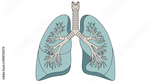 Flat illustration of the human respiratory system showing lungs and bronchial tree.