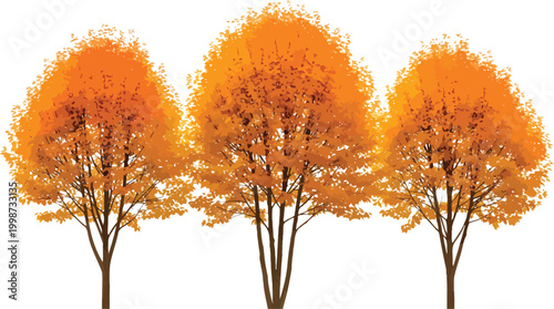 Three Autumn Trees with Colorful Orange and Gold Foliage Isolated on