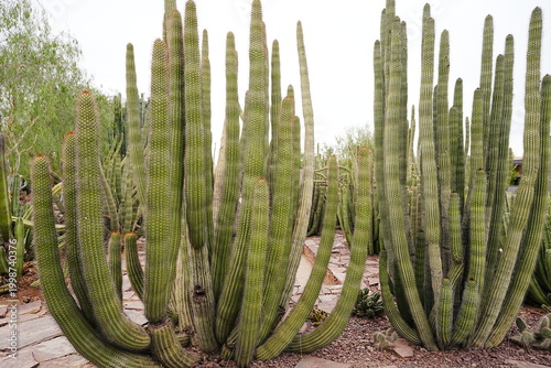 Organ Pipe Cactus in Desert Landscape of Arizona USA - 米国 アリゾナ州 オルガンパイプサボテン 荒野の風景