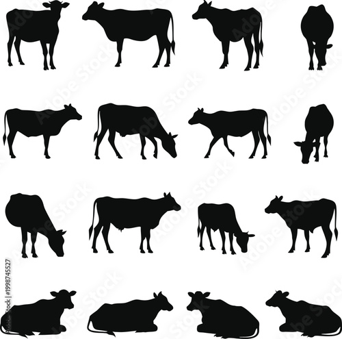 black cow silhouettes grazing and standing flat design vector illustration