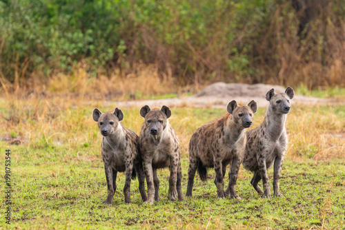 Spotted hyenas standing in Uganda grassland