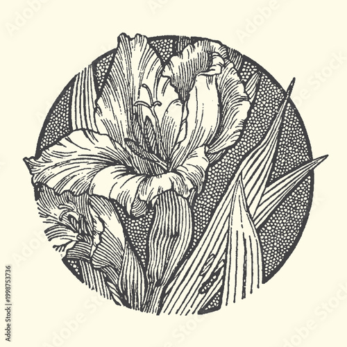 Close-up illustration of an iris flower with leaves in a circle line art botanical illustration engraving artistic background traditional close-up delicate graceful symbolic