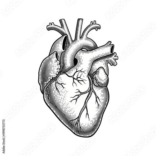 Vintage Anatomical Heart Illustration