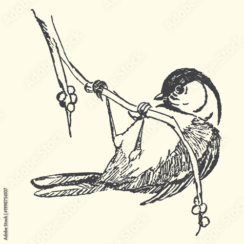 Bird hanging upside down from twig sketch with black and white wildlife illustration monochrome woodland backyard outdoors feathers perching observing watching curiosity acrobatic