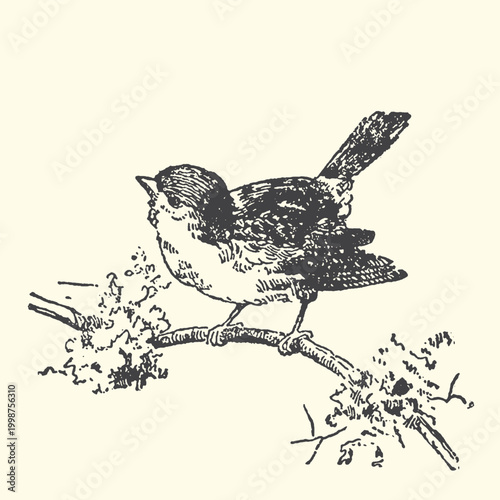 Small bird on a branch with twigs wildlife ornithology outdoors woodland illustration engraving monochrome songbird titmouse environment branching