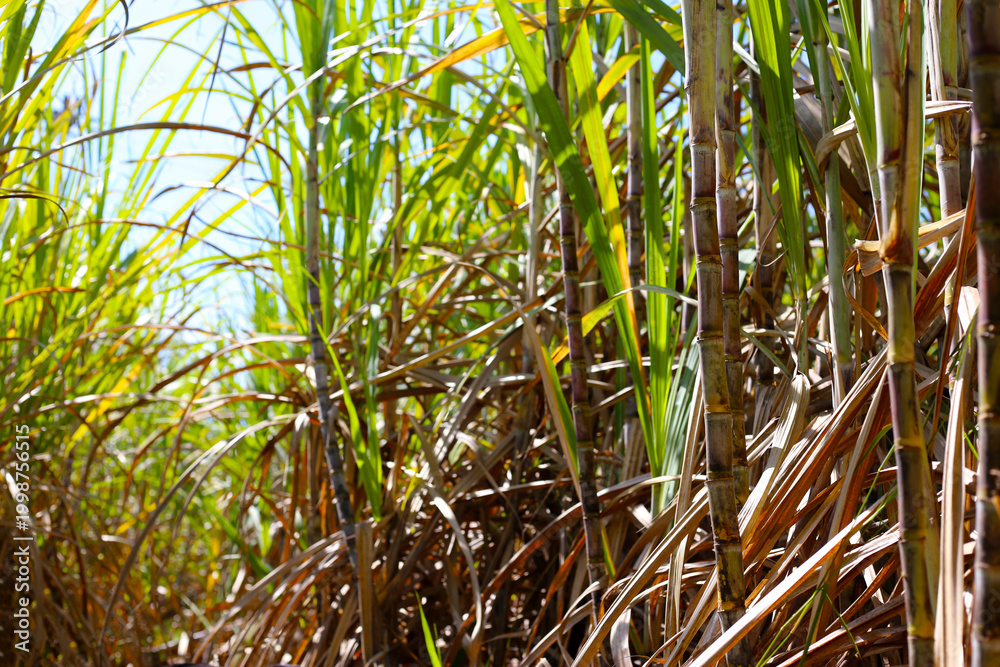 Obraz premium Sugarcane stalks growing in the field.