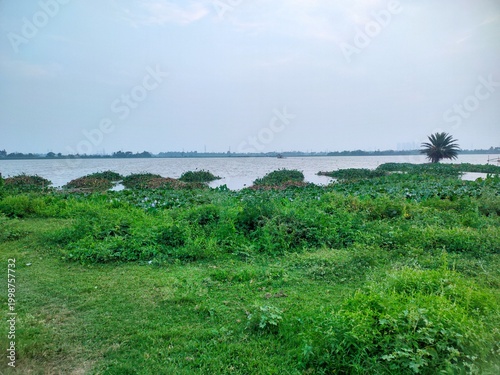 Water body covered with aquatic vegetation, east Kolkata rural natural view 