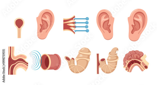 Human Ear Anatomy and Hearing System Diagram