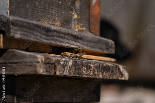 bee flight in the spring near my house