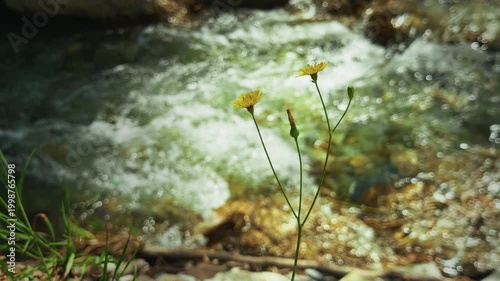 Pure Waterfall in Small Creek And Yellow Flowers Plant